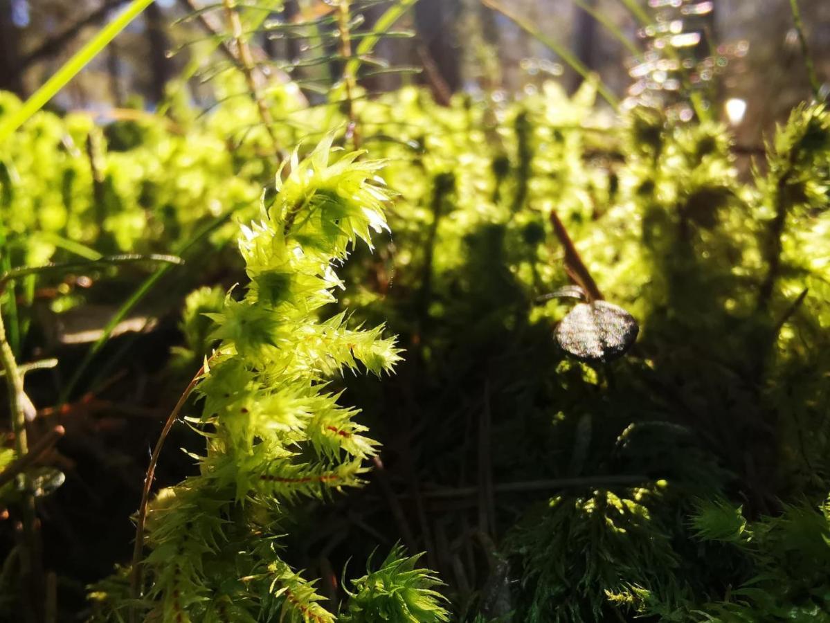 Landhotel Haeuserl Im Wald Grobming Esterno foto